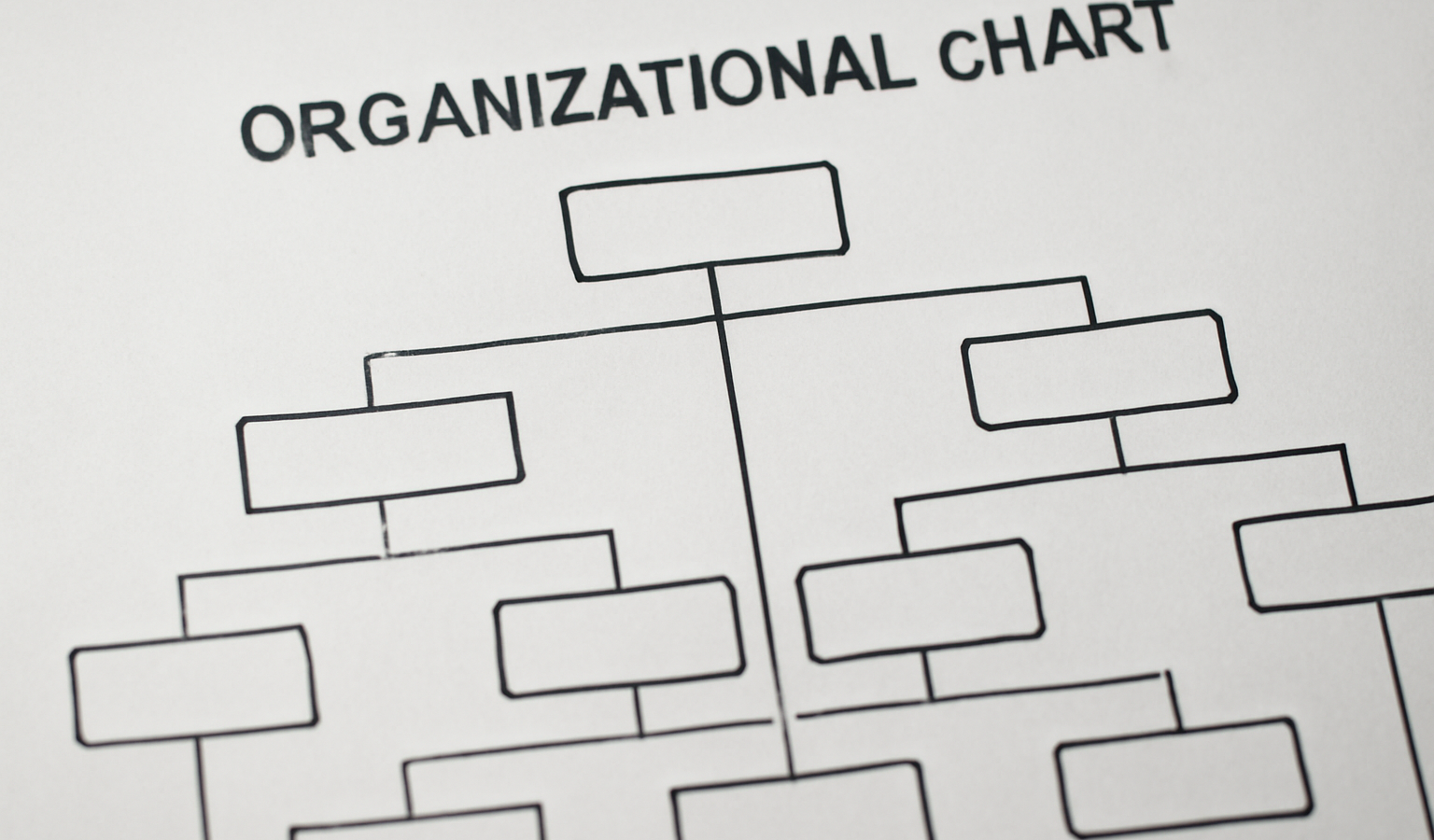 organigramme avec plusieurs branches et filiales